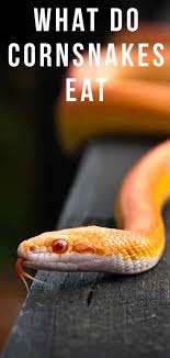 These aren't insects and they aren't very nutritious. What Do Corn Snakes Eat The Best Food For Your Snake