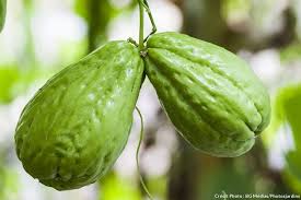 5 Legumes Exotiques Super Faciles A Cultiver A Cultiver Exotiques Faciles Legumes Super Zuchten Mehrjahrige Pflanzen Exotische