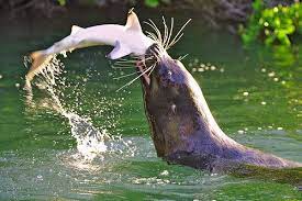 Getting Even Seal Eating Shark Animals Ocean Animals Sea Lion