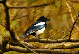 Demystifying falsehoods is one area that is essential in helping to keep our avian populations from diminishing. Magpie The Wildlife Trusts