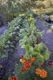 growing a companion vegetable garden