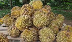 Maybe you would like to learn more about one of these? Top 25 Cele Mai Ciudate Fructe Din Lume