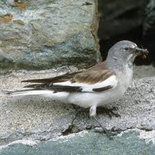 It has brown upperparts, white underparts and a grey head. Montifringilla Nivalis White Winged Snowfinch