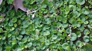 Image result for Dichondra
