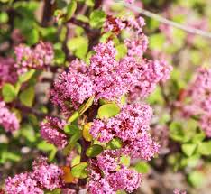 Image result for Portulacaria