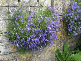 Economisez avec notre option de livraison gratuite. Installer Des Plantes Pour Fleurir Un Muret