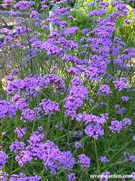 Image result for foto verbena