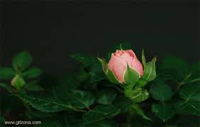 Animated Gif By Kevin Jken Flowers Gif Beautiful Gif Love Flowers