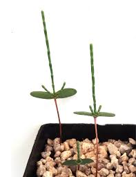 Image result for Casuarina verticillata