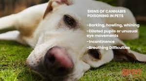 Yeah, but not in the way you think, and it's hazardous. My Dog Ate An Edible Now What Symptoms Signs Spot Pet Insurance