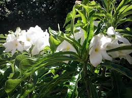 Bridal Bouquet Plumeria Plumeria Pudica Plumeria Pudica Plumeria Plumeria Care