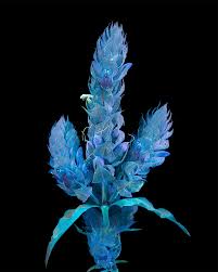 Image result for Justicia betonica