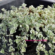 Image result for Crassula alsinoides