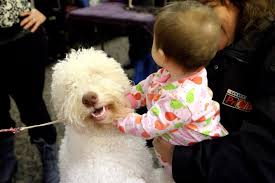 Check spelling or type a new query. Our Breeders Lagotto Romagnolo Club Of Canada
