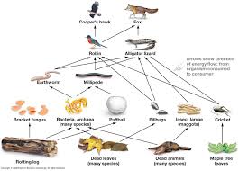 Ecology Diagrams Google Search Food Web Food Web Worksheet Ecosystems