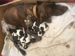 Raw dog food, nutritional boosters, dog dental care Puppies For Sale Anderson Creek Hunting Preserve Llc