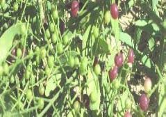 Image result for Salvadora