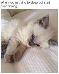 23 Memes That Ll Get You Through An Existential Crisis Kittens Cutest Animals Pets