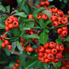 Pyracantha Orange Glow 3 Litres Bi Tki Turuncu Dekorasyon Elisleri