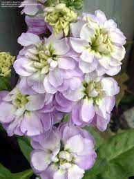 Pin By Jordan Stone On Flowers Plants Stock Flower Flowers Beautiful Flowers