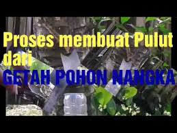 Cara membuat pulut burung posted : Proses Membuat Pulut Dari Pohon Nangka Youtube