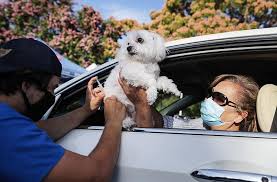 Where can i get free dog shots. Free Rabies Shots For Dogs Ingham Co Fairgrounds July 15