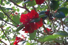 Image result for Rourea thomsonii