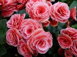 How To Care For Tuberous Begonias Tuberous Begonia Perennial Flowering Plants Begonia