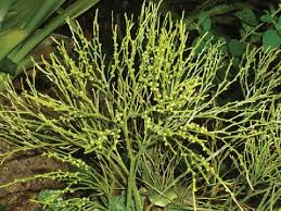 Image result for Psilotum nudum