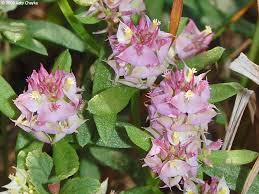 Image result for Polygala marensis