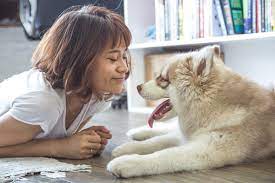 Why Do Dogs Hate When You Blow In Their Face Dog Discoveries