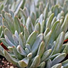 Image result for Senecio mariettae