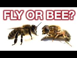 'mani's mimicry skills were discovered by the late fr. The Psychology Of Mimicry Youtube
