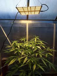 Using Grow Lights For Seedlings Or Indoor Plants Homestead And Chill