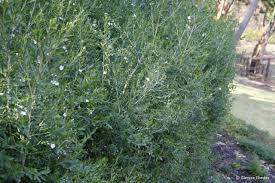 Image result for Freylinia