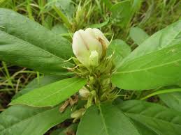 Image result for Macrotyloma