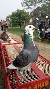 Senior member 0812 9449 9449. Trah Dan Katuragan