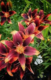 Check spelling or type a new query. Lily Explore Tumblr Posts And Blogs Tumgir