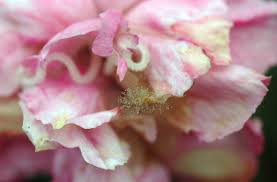 Maybe you would like to learn more about one of these? Carnation Dianthus Caryophyllus Gray Mold Pacific Northwest Pest Management Handbooks