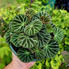 Image result for Begonia bequaertii