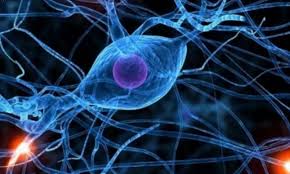 Tentang Sel Pengertian Struktur Fungsi Dan Jenisnya Berita Info Publik Pendidikan Pelayanan Publik