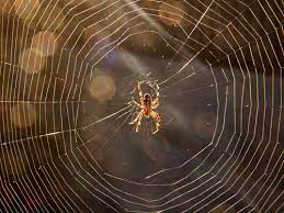 Spiders | Seeing Creation