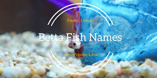 400 Betta Fish Names Male Female Bettafish Org Betta Fish Pet Fish Betta