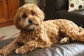 Cavapoo Haircut Cavapoo Puppies Cavoodle Dog Cavapoo Dogs