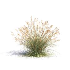 Image result for Deschampsia