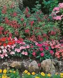 Image result for Heuchera `Swirling Fantasy`