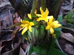 Image result for Molineria