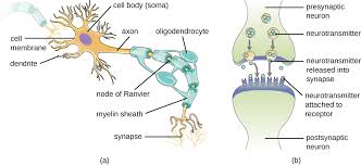 These messages allow you to do things like walk, think use the kidshealth.org interactive diagram of the brain in the brain and nervous system article as a guide for your drawing. Anatomy Of The Nervous System Microbiology