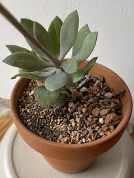 Image result for Kleinia grantii