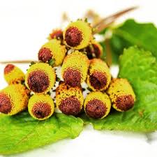 Elektrik Cicegi Elektrik Dogal Cicek Flowers Flower Bahce Saksi Toprak Tohum Hobi Zevk Ankara Istanbul Izmir Bursa Adana Ka Fruit Pandan Food